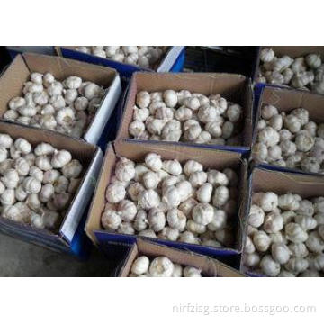 Natural Fresh Vegetable Pure White Garlic 5.5cm Packed In C